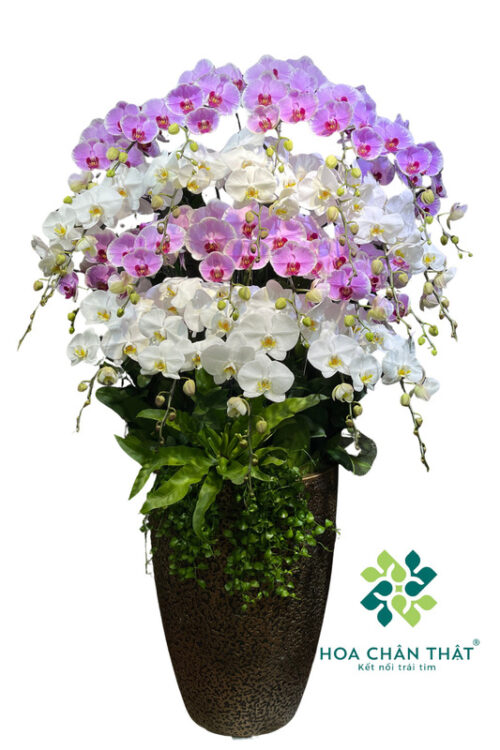 Chậu Lan Hồ Điệp 25 Cành Trắng Hồng – Tài Lộc Viên Mãn