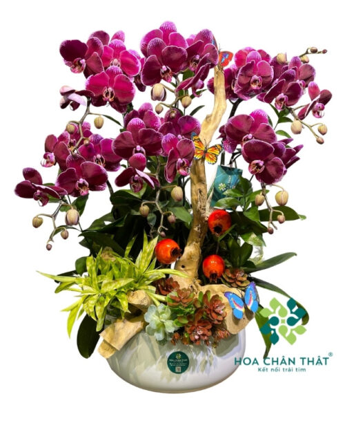 Chậu Lan Hồ Điệp 6 Cành Màu Đỏ – Vạn Lộc Trường Xuân