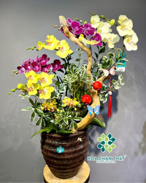 Chậu Lan Hồ Điệp 6 Cành Mix 1 Gốc Mini Phối Màu – Phú Quý Thiên Thành