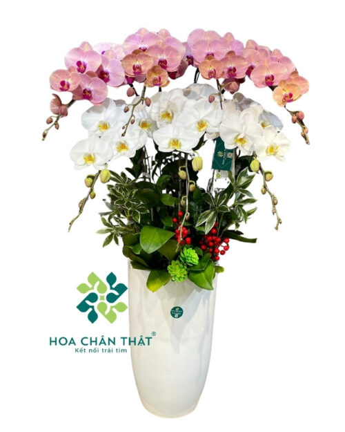 Chậu Lan Hồ Điệp 7 Cành Trắng Đỏ – Phúc Lộc Song Toàn