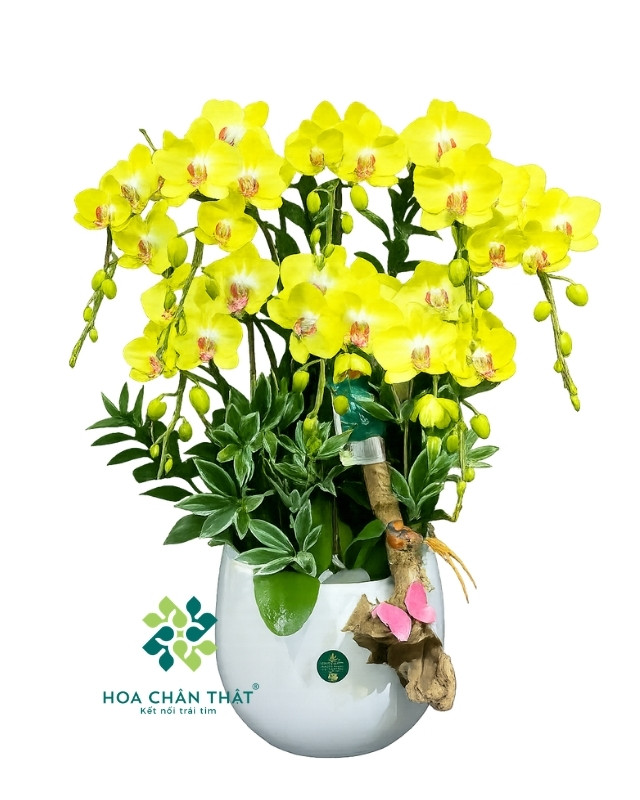 Chậu Lan Hồ Điệp 8 Cành Vàng – Tài Phú Trường Xuân Chậu Lan Hồ Điệp 8 Cành Vàng – Tài Phú Trường Xuân