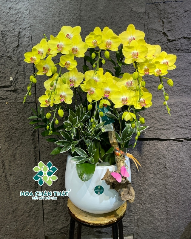 Chậu Lan Hồ Điệp 8 Cành Vàng – Tài Phú Trường Xuân Chậu Lan Hồ Điệp 8 Cành Vàng – Tài Phú Trường Xuân