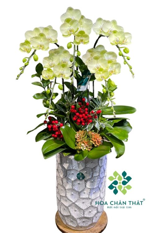 Chậu Lan Hồ Điệp Xanh 5 Cành – Thiên Thanh Trường Thịnh