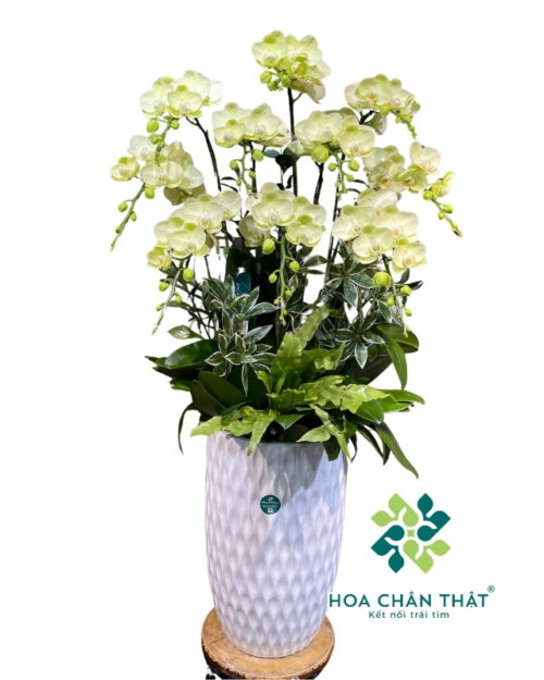 Chậu lan hồ điệp 10 cành xanh táo – Hưng Gia Phú Quý