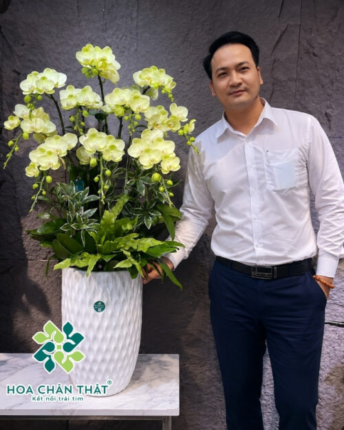 Chậu lan hồ điệp 10 cành xanh táo – Hưng Gia Phú Quý