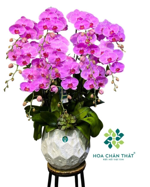 Chậu lan hồ điệp 11 cành màu hồng – Thịnh vượng an khang