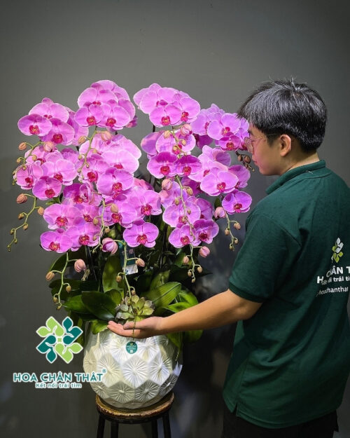 Chậu lan hồ điệp 11 cành màu hồng – Thịnh vượng an khang