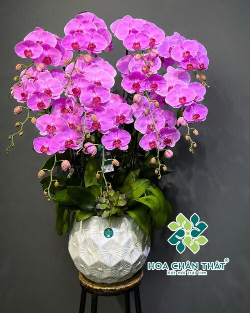 Chậu lan hồ điệp 11 cành màu hồng – Thịnh vượng an khang