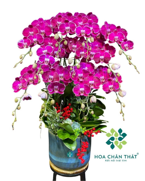 Chậu lan hồ điệp 11 cành tím – Phú Quý An Khang
