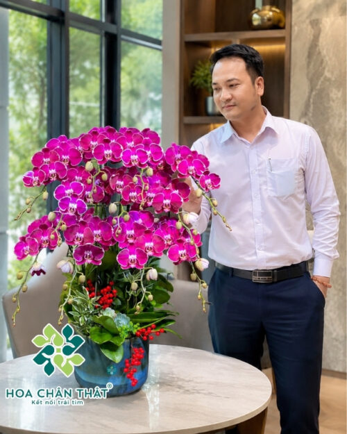 Chậu lan hồ điệp 11 cành tím – Phú Quý An Khang