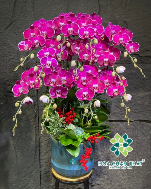 Chậu lan hồ điệp 11 cành tím – Phú Quý An Khang