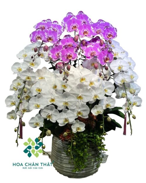 Chậu lan hồ điệp 12 cành mix trắng và hồng bản đồ – Đại Cát Phú Quý