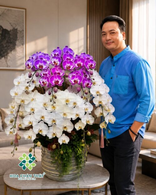 Chậu lan hồ điệp 12 cành mix trắng và hồng bản đồ – Đại Cát Phú Quý
