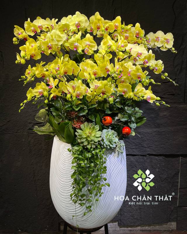 Chậu lan hồ điệp 29 cành vàng – Vạn Sự Cát Tường Chậu lan hồ điệp 29 cành vàng – Vạn Sự Cát Tường