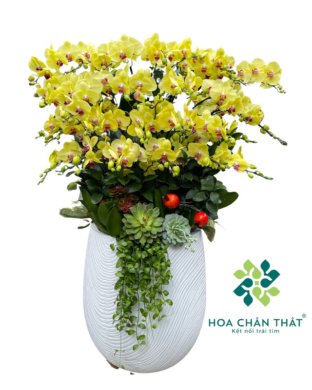 Chậu lan hồ điệp 29 cành vàng – Vạn Sự Cát Tường Chậu lan hồ điệp 29 cành vàng – Vạn Sự Cát Tường