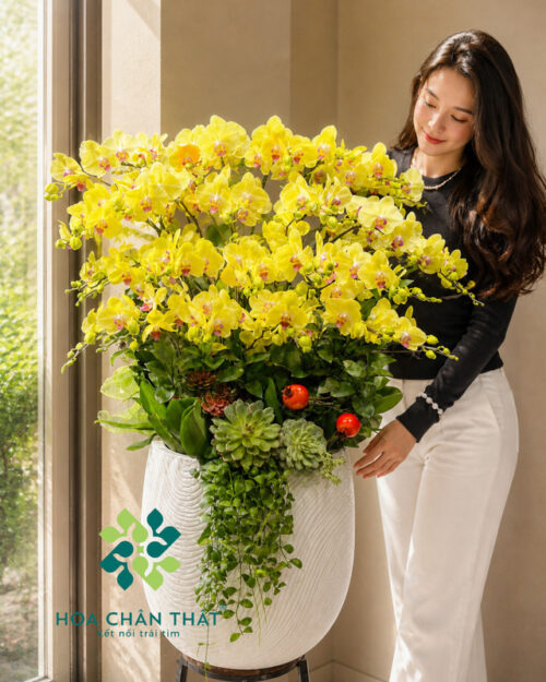 Chậu lan hồ điệp 29 cành vàng – Vạn Sự Cát Tường Chậu lan hồ điệp 29 cành vàng – Vạn Sự Cát Tường