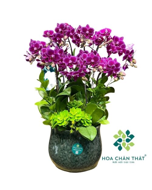 Chậu Lan Hồ Điệp Mini Tím 5 Gốc Đôi – Phú Quý An Khang