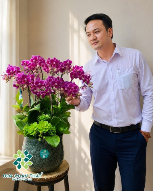 Chậu lan hồ điệp mini tím 5 gốc đôi – Phú quý an khang
