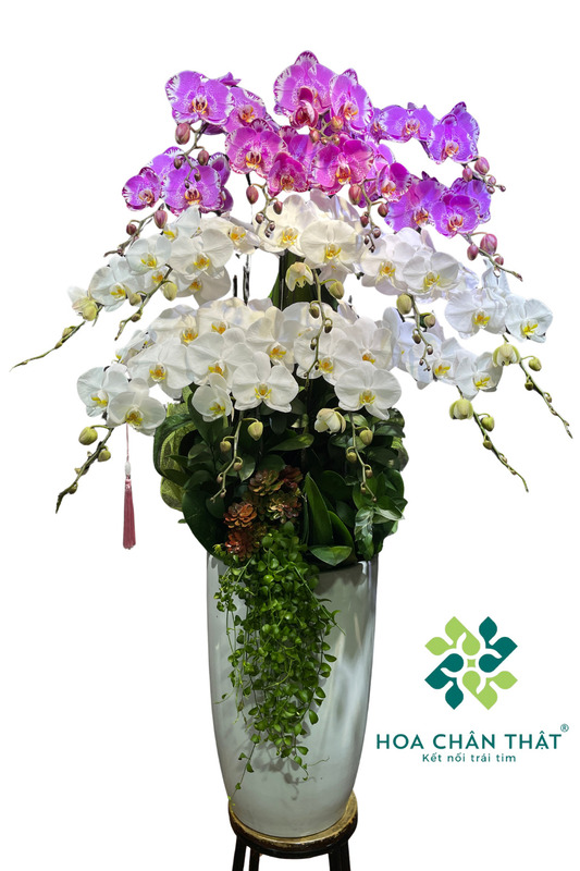 Chậu lan hồ điệp mix trắng hồng 16 cành – Hồng phúc viên mãn Chậu lan hồ điệp mix trắng hồng 16 cành – Hồng phúc viên mãn