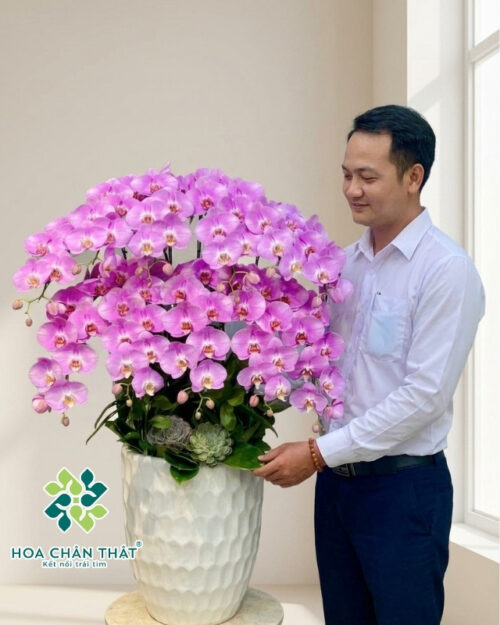 Lan Hồ Điệp Hồng Tím 10 Cành – Phú Quý
