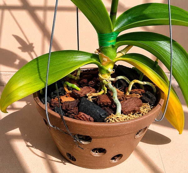 Các dấu hiệu nhận biết lan hồ điệp bị thiếu nắng hoặc cháy nắng