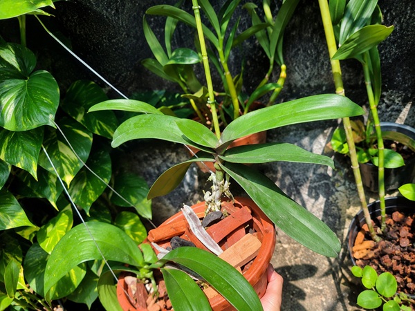 Làm sao biết lan hồ điệp nhận đủ lượng ánh sáng?