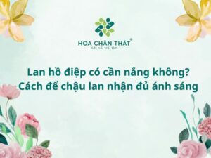 Lan hồ điệp có cần nắng không? Cách để chậu lan nhận đủ ánh sáng Lan hồ điệp có cần nắng không?