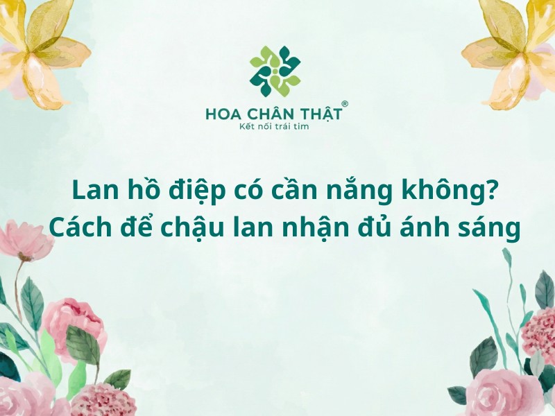 Lan hồ điệp có cần nắng không?
