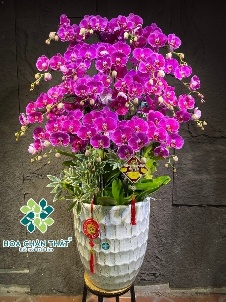 Lan hồ điệp sống được bao lâu