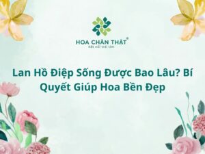 Lan hồ điệp sống được bao lâu