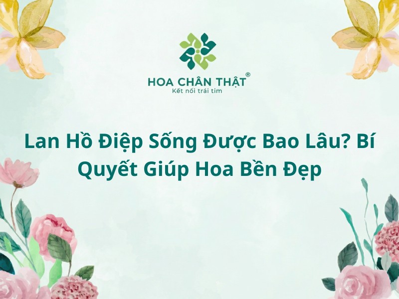 Lan hồ điệp sống được bao lâu