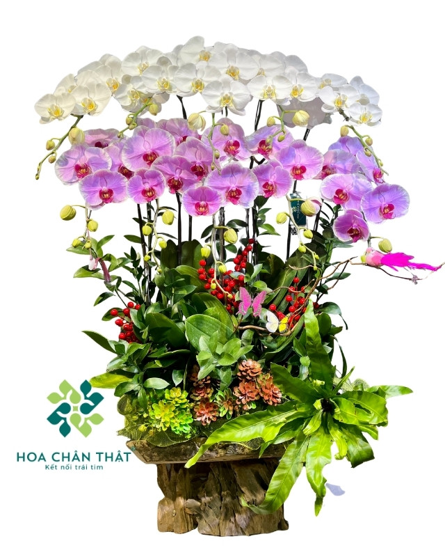 Máng Lan Hồ Điệp 10 Cành Trắng Hồng – Vạn Phúc Phú Quý Máng Lan Hồ Điệp 10 Cành Trắng Hồng – Vạn Phúc Phú Quý