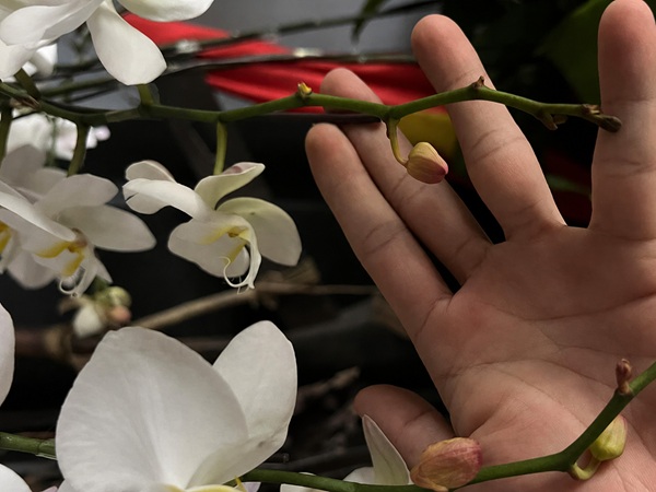 Vì sao hoa lan hồ điệp rụng nụ?