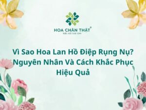 Vì sao hoa lan hồ điệp rụng nụ? Nguyên nhân vá cách khắc phục hiệu quả Vì sao hoa lan hồ điệp rụng nụ