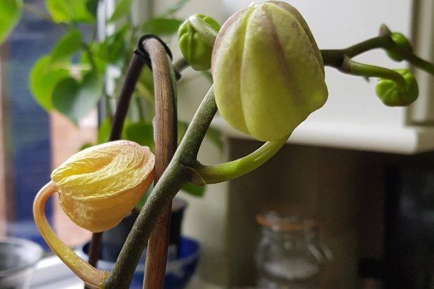 Lan hồ điệp bị nhiễm nấm mốc gây rụng nụ