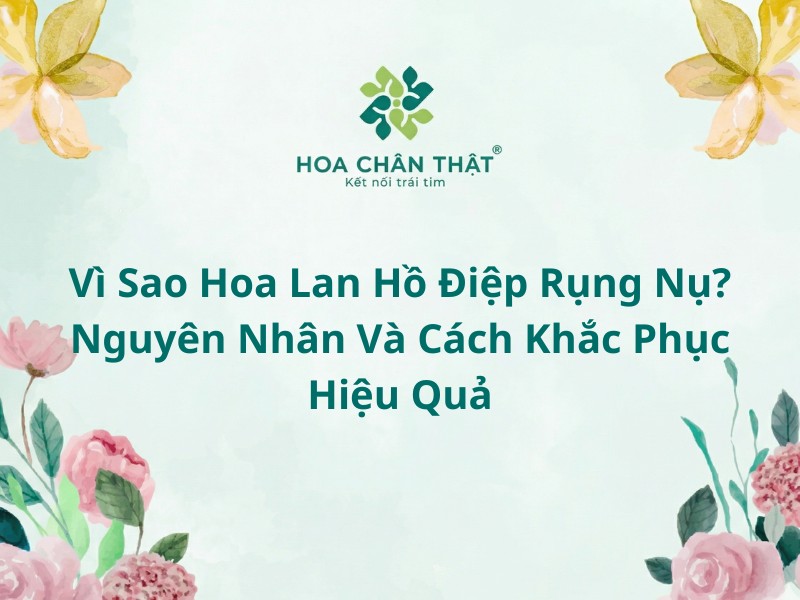 Vì sao hoa lan hồ điệp rụng nụ