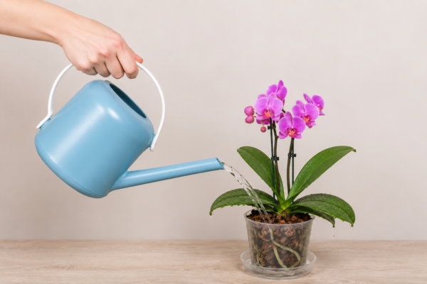 Yếu tố quan trọng để chăm sóc lan hồ điệp sau khi hoa tàn