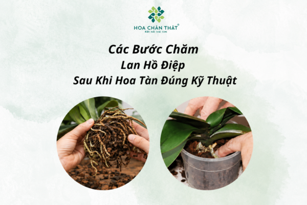 Cách chăm lan hồ điệp sau khi hoa tàn