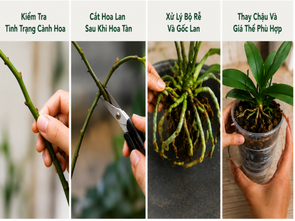 Cách chăm lan hồ điệp sau khi hoa tàn