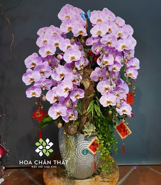 Chậu hoa lan hồ điệp đẹp tặng ngày của cha