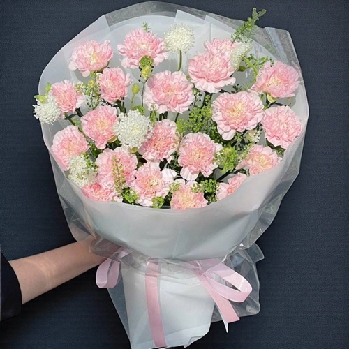 Hoa cẩm chướng - Hoa tặng ngày của cha