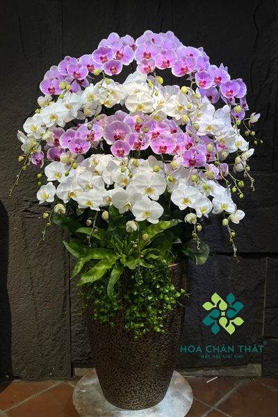 Hoa lan hồ điệp đẹp