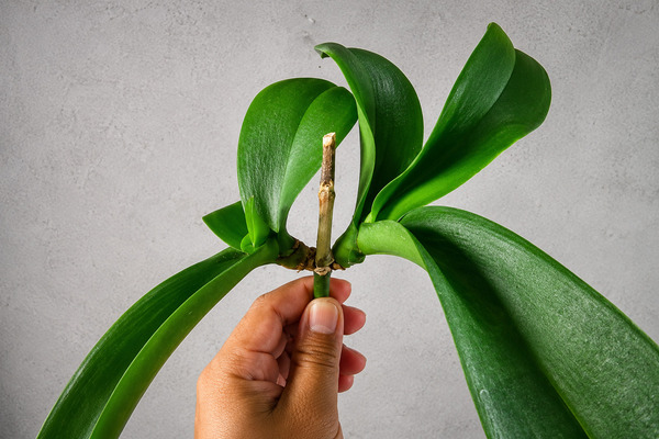 Cách nhân giống lan hồ điệp tại nhà đơn giản, hiệu quả Tìm hiểu cách nhân giống lan hồ điệp