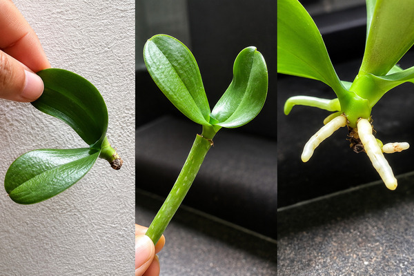 Cách nhân giống lan hồ điệp tại nhà đơn giản, hiệu quả Cách chăm sóc lan hồ điệp sau khi nhân giống