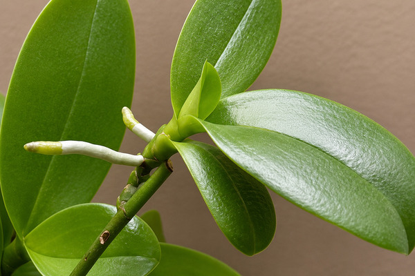 Cách nhân giống lan hồ điệp tại nhà đơn giản, hiệu quả Ép lan hồ điệp đẻ cây con để nhân giống
