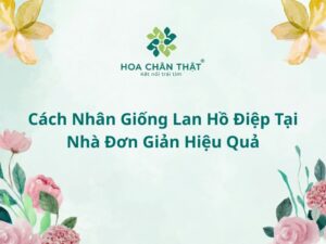 Cách nhân giống lan hồ điệp tại nhà đơn giản, hiệu quả Cach nhan giong lan ho diep