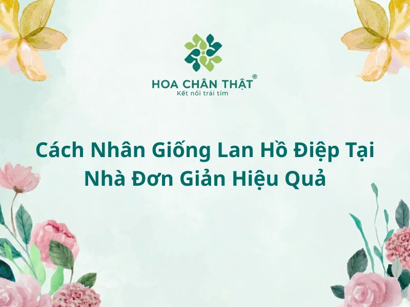 Cach nhan giong lan ho diep