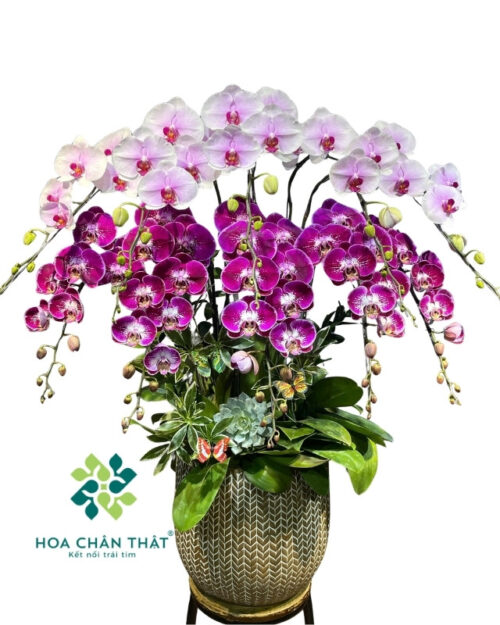 Chậu Lan Hồ Điệp 10 Cành Hồng Tím – Song Sắc Phú Quý