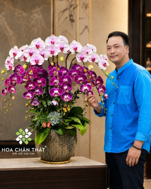 Chậu Lan Hồ Điệp 10 Cành Hồng Tím – Song Sắc Phú Quý