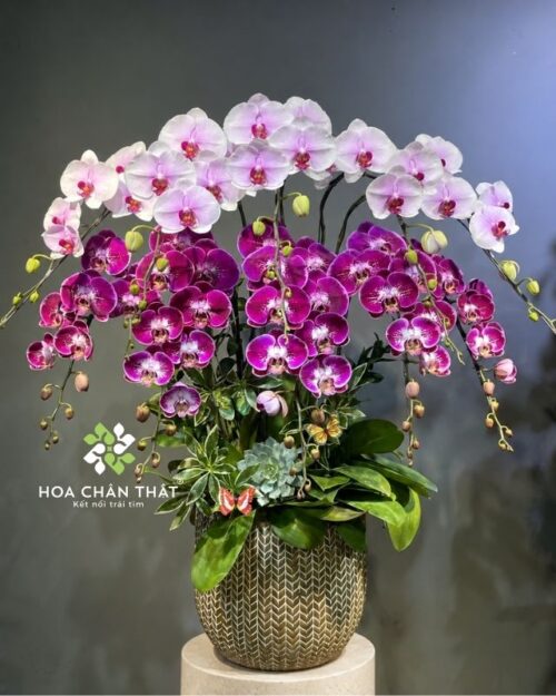 Chậu Lan Hồ Điệp 10 Cành Hồng Tím – Song Sắc Phú Quý